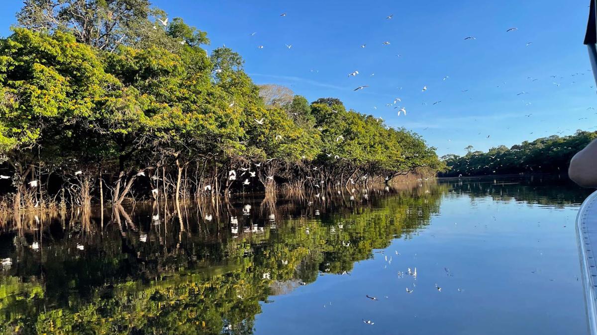 A river and cluster of mangroves