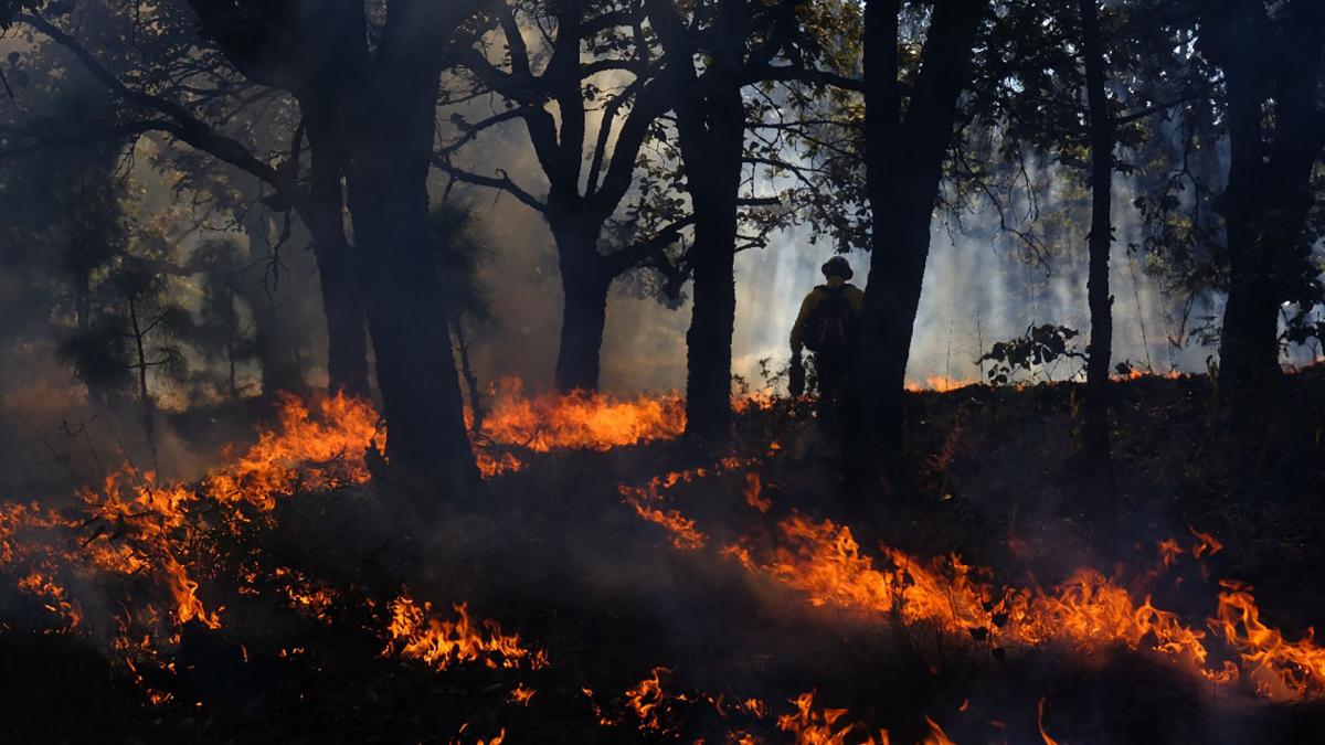 A forest set ablaze