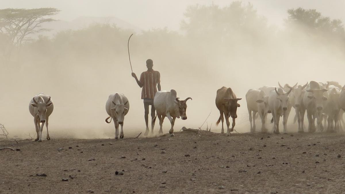 a person herding cattle on a dusty landscape