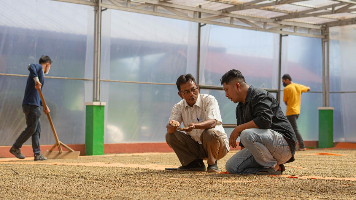 Rizwan Husin inspects coffee cherries that are spread on the ground to dry.