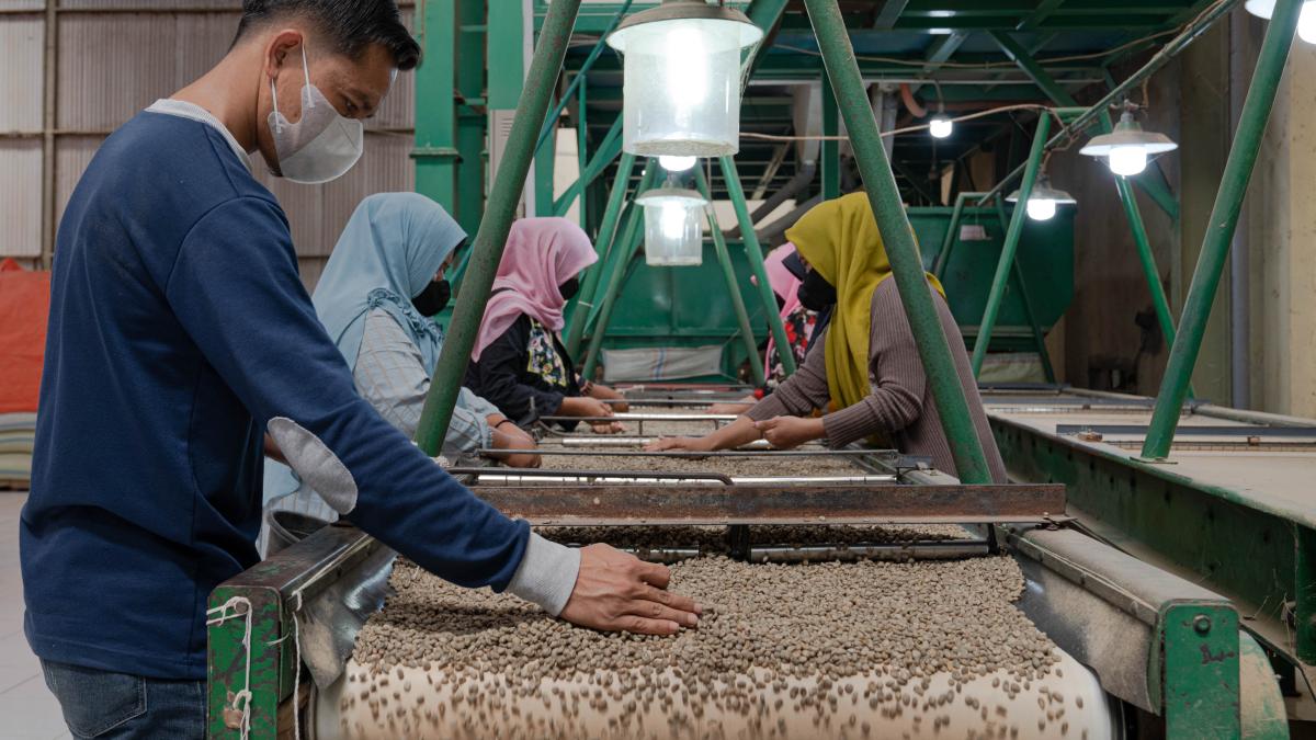 Workers use a machine to sort green coffee beans.