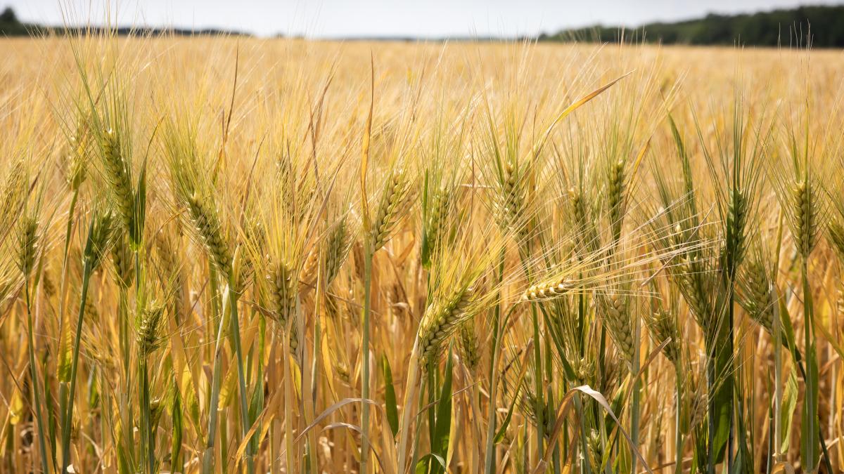 In July, USAID launched the AGRI-Ukraine initiative to help Ukraine’s farmers store, transport, and export their products during wartime, allowing them to earn revenue and support Ukraine’s economy. 