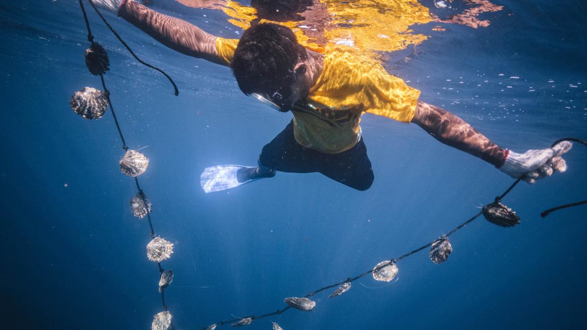 Pearl Farming in Marshall Islands