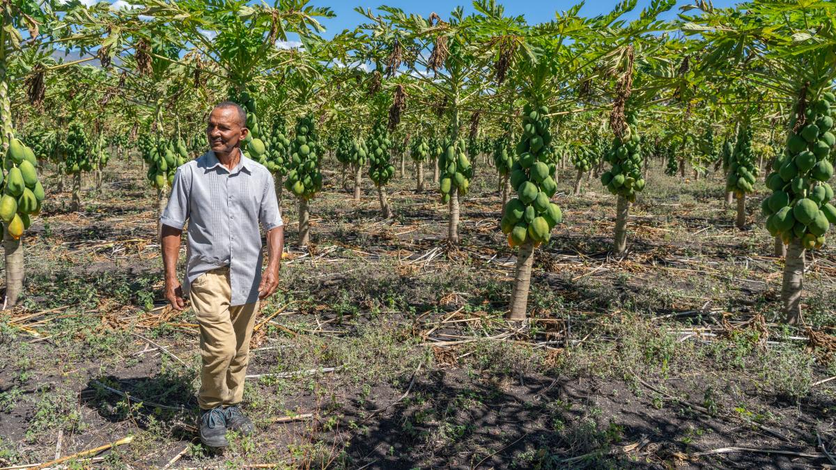 Miguel is a farmer growing lemons in the Dominican Republic. With support from USAID he learned how to use –and started using– organic fertilizers in his farm that introduced new techniques and helped increase productivity. Credit: Romel Cuevas for USAID