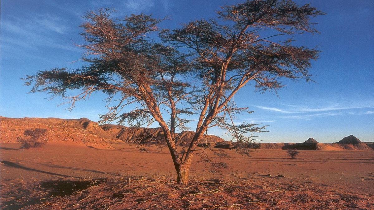 Tree in desert