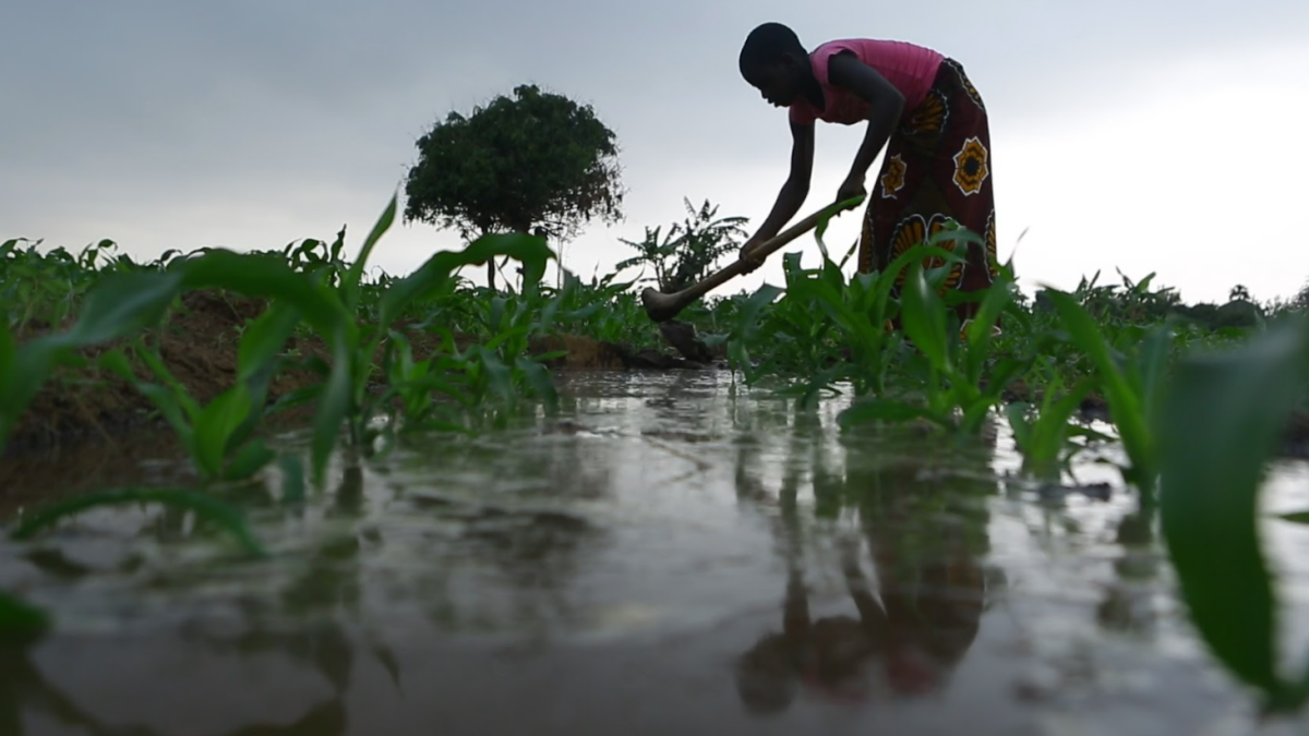 A woman works in a field, bending over plants submerged in water.