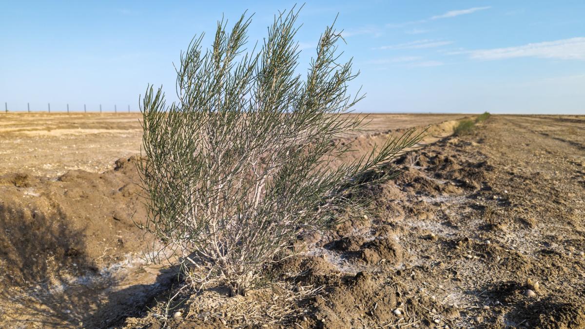 A shrub in a desert