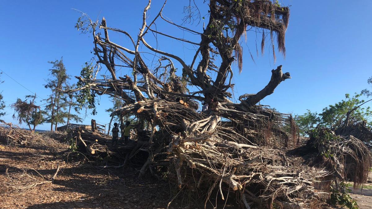 A tree uprooted by Cyclone Gombe in March 2022 