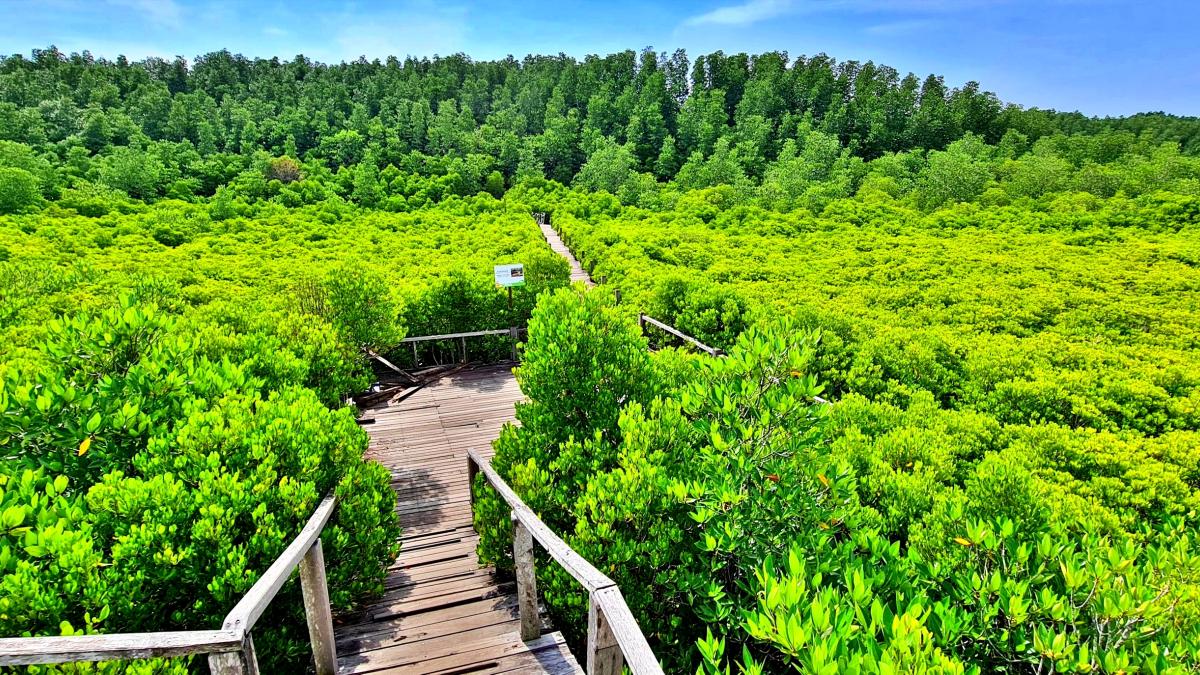 An elevated wood walkway cuts through a plain of thriving mangrove saplings