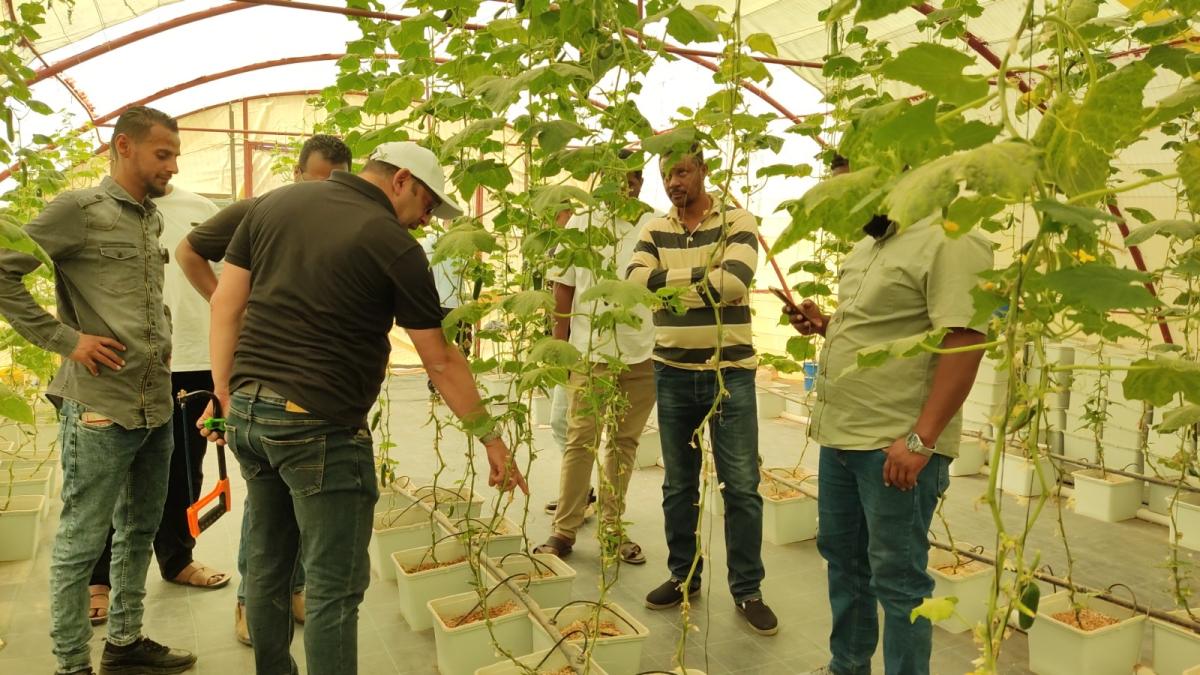 Libyan farmers participate in a training session in a greenhouse