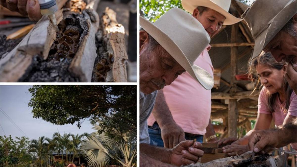 Collecting honey from native stingless bees as part of USAID/Colombia’s Natural Wealth Program pollinator conservation initiative in the tropical dry forests in the Caribbean and flooded savannas in the Orinoquía region in Colombia.