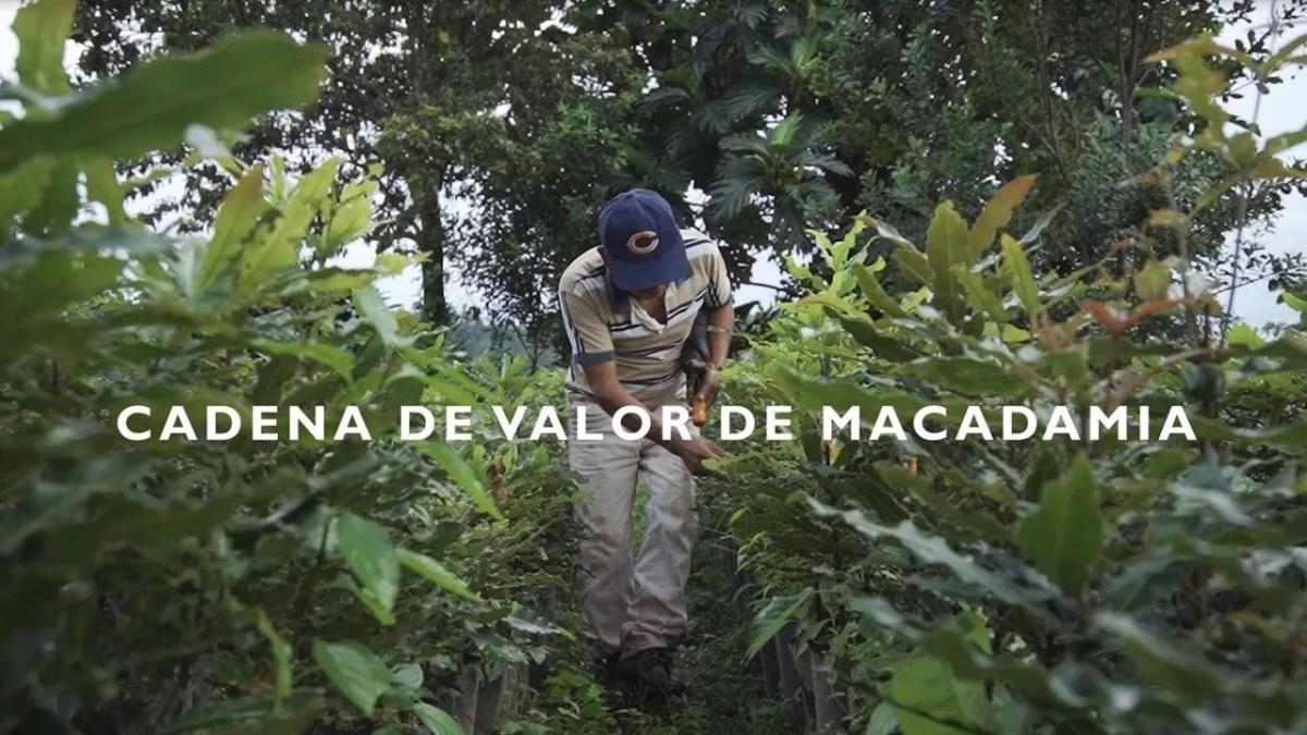 Communities Leading Their Development - Macadamia Value Chain