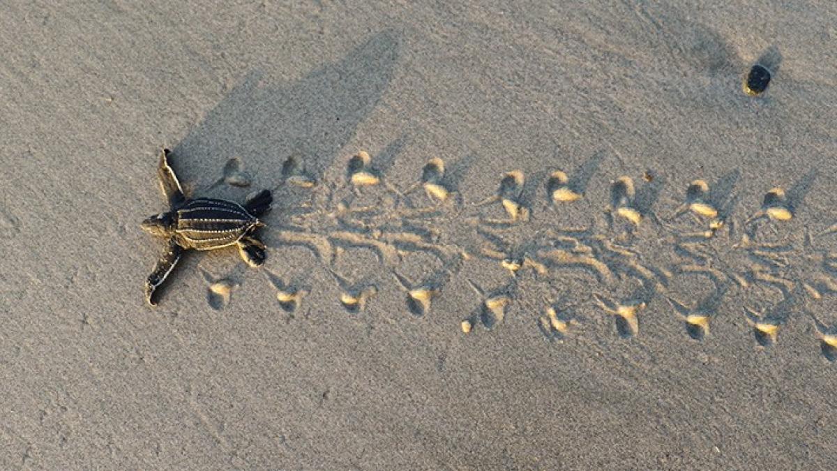 A leatherback hatchling makes its way to the ocean in Tambrauw, West Papua, within Indonesia’s Bird’s Head Seascape.