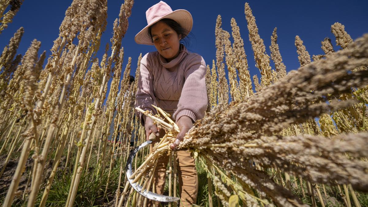 Una productora cosechando quinua en el campo