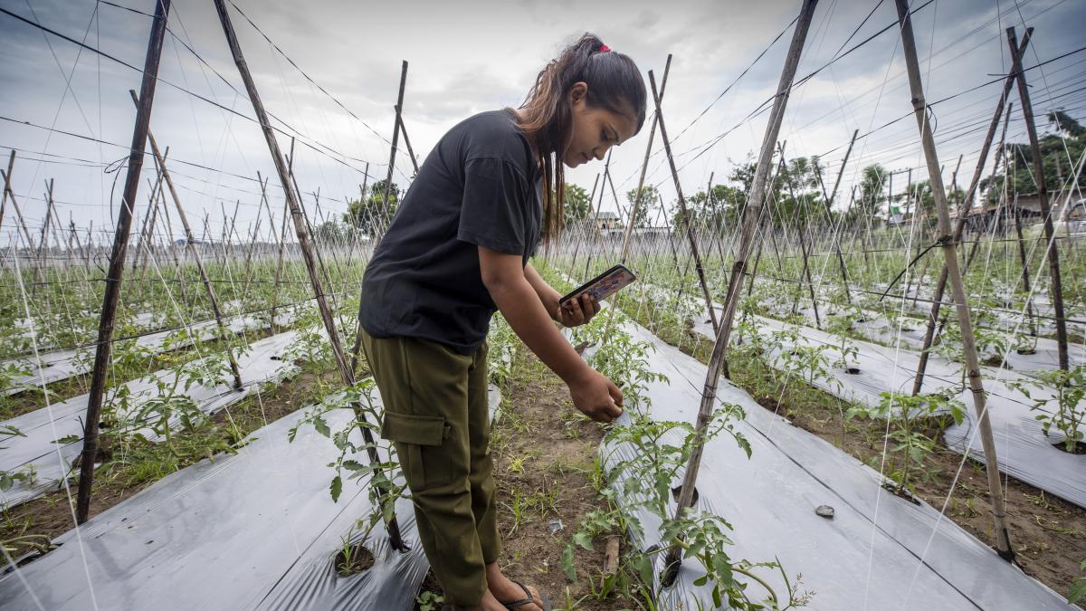 A woman in a black shirt holding up her phone to some crops outside (Photo Credit: Heifer International) 