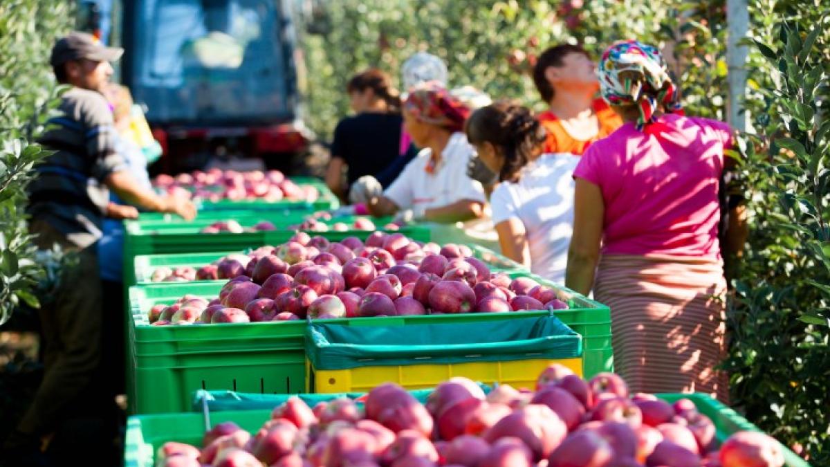 apple harvesting