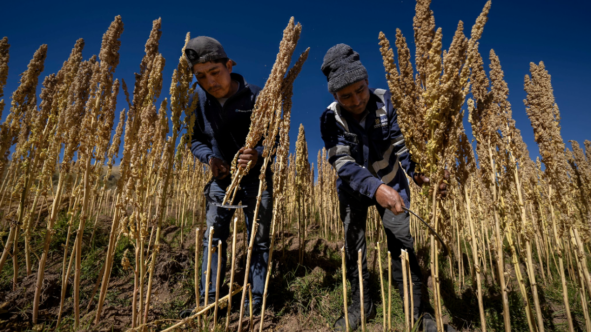 Two producers harvesting quinoa in the field