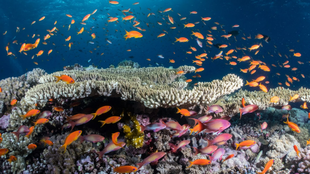 Dozens of multicolored fish swim around coral in Egypt. 