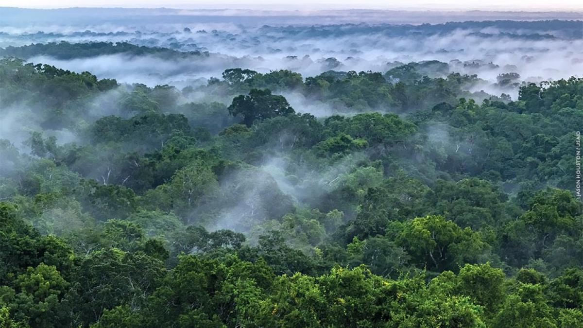 An aerial image of forest canopy at sunrise