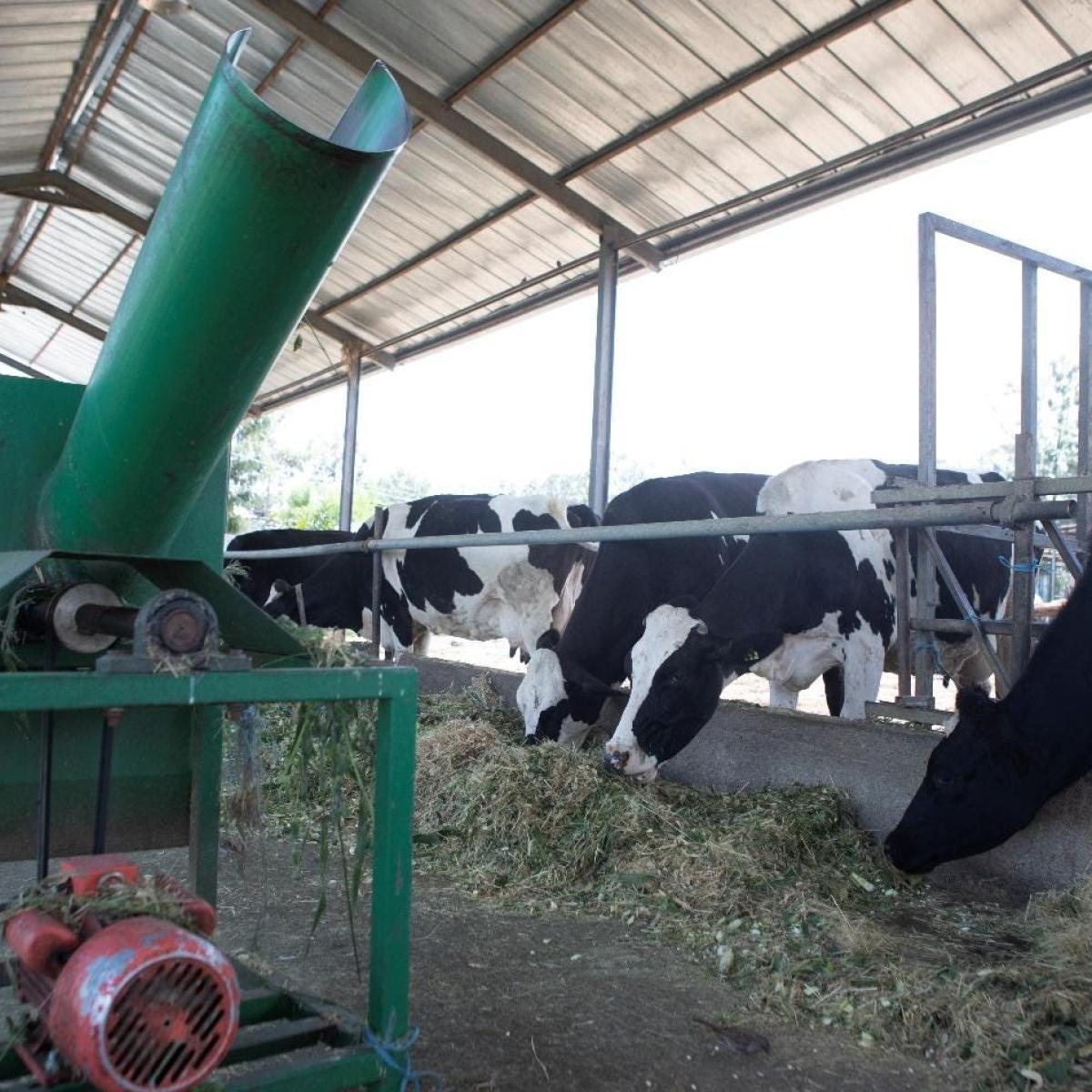 This chopping machine, donated by USAID, reduces feed waste and makes feed easier for cows to chew and digest. Eskender now builds and sells his own feed chopping machines to Hawassa farmers.