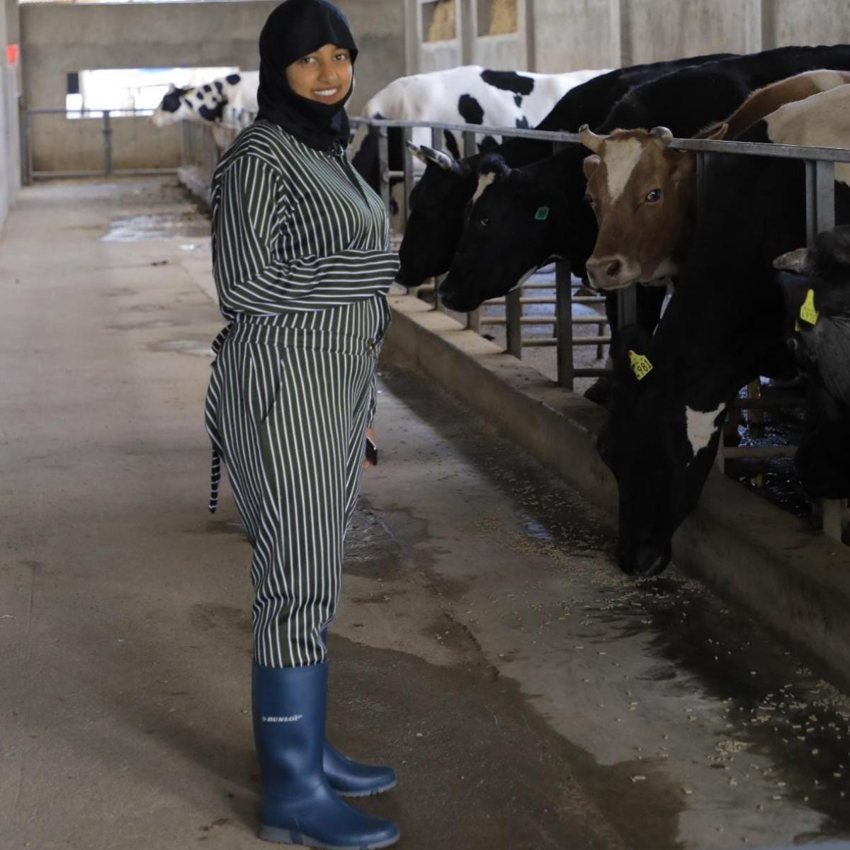 The farm manager faces a row of cows as they are milked.