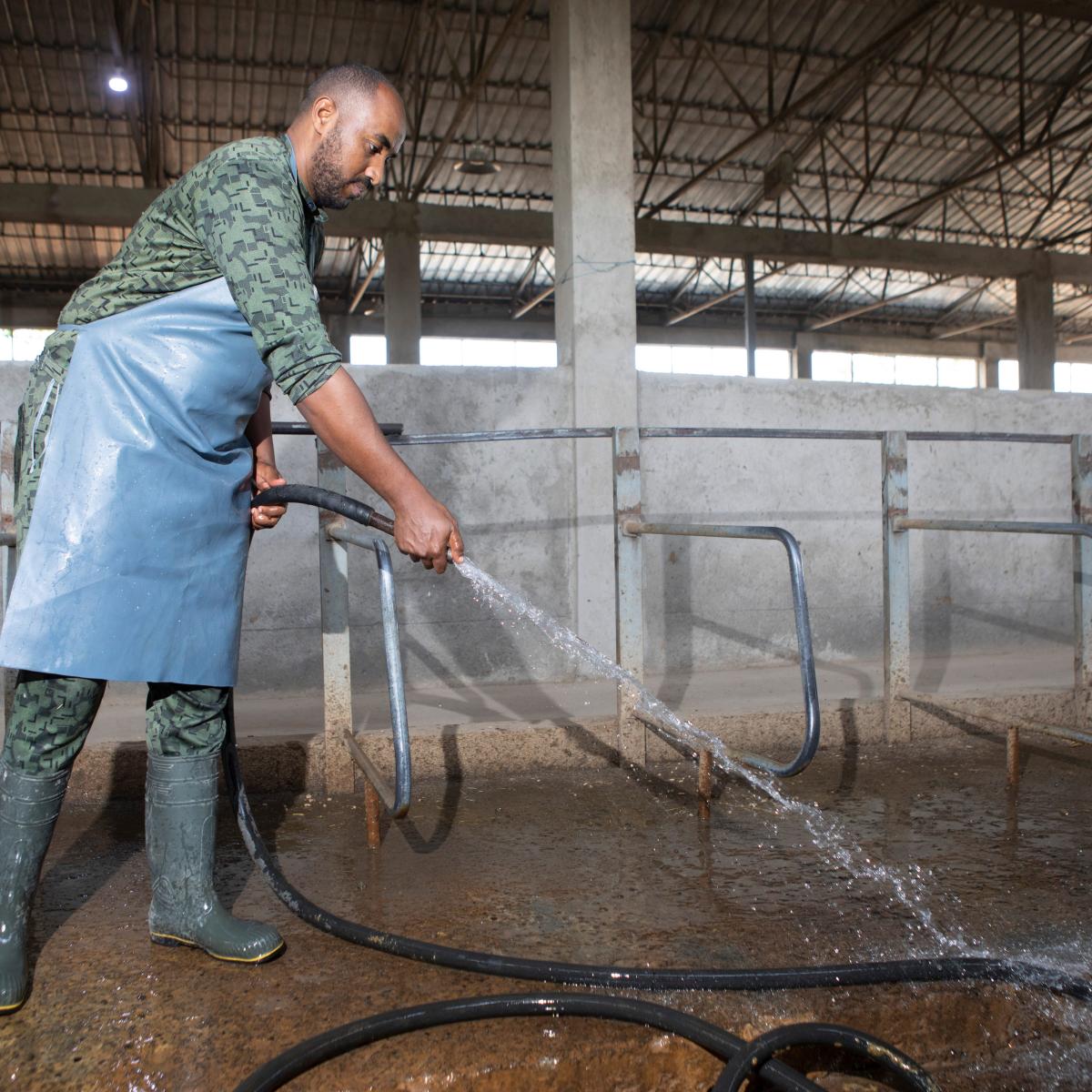 Eskender cleans out the area where cows are milked, and adjusts the pipes on an automated milking machine, donated by USAID.