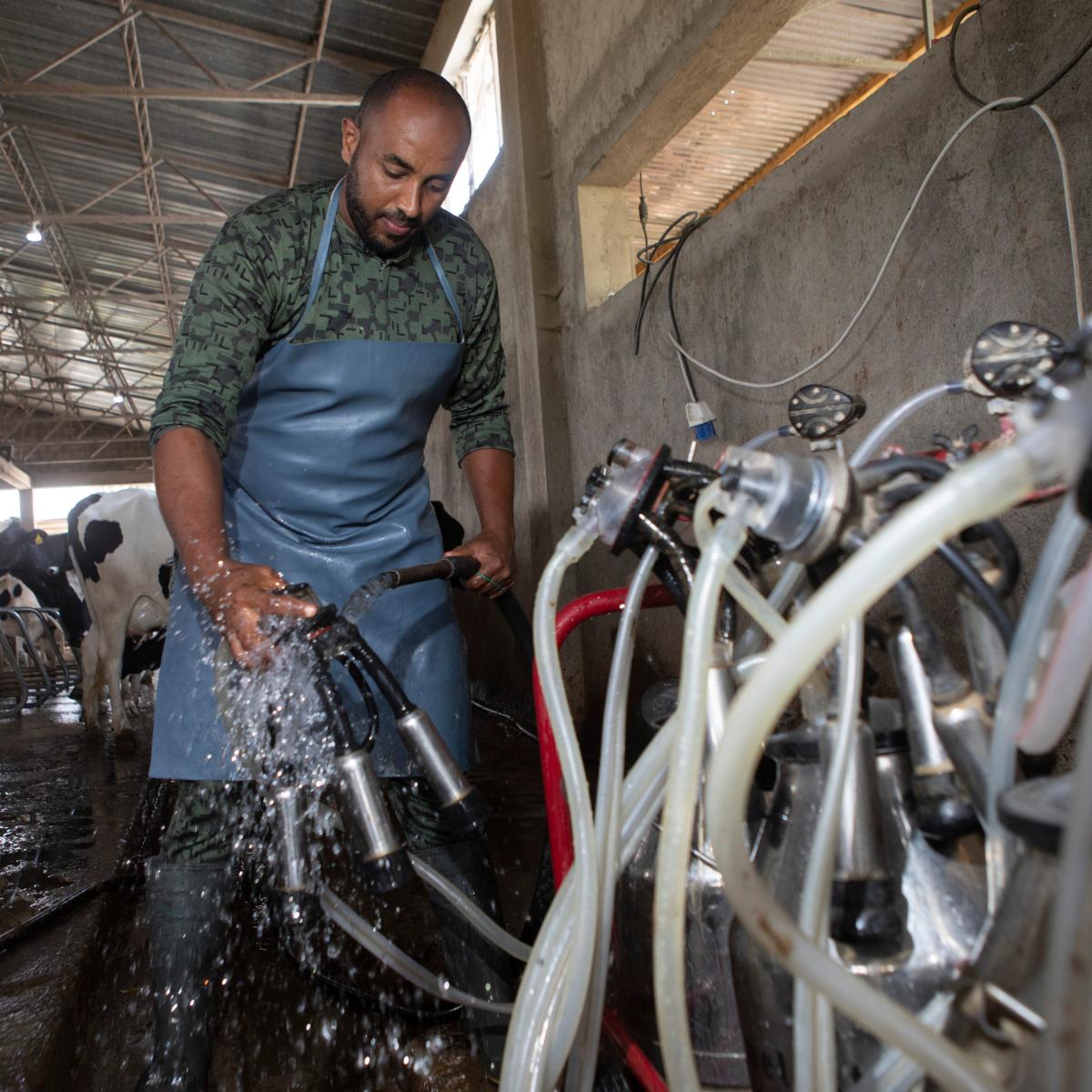 Eskender cleans out the area where cows are milked, and adjusts the pipes on an automated milking machine, donated by USAID.