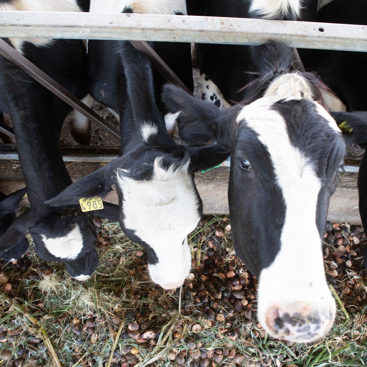 Mealtime for the cows.