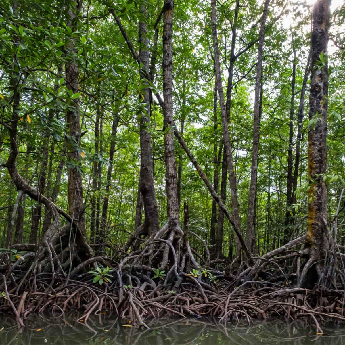 mangrove forest