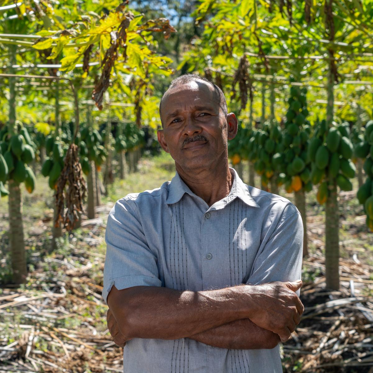 Miguel Turbí looks up to the camera and smiles. Behind him, his papaya trees.