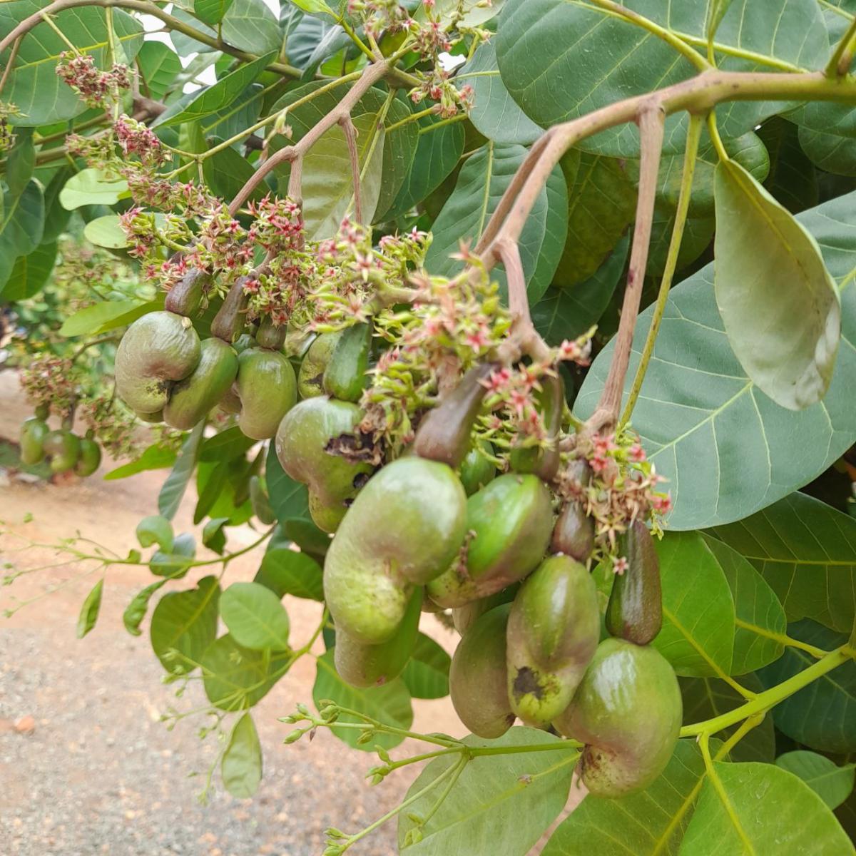 Cambodia cashew plant