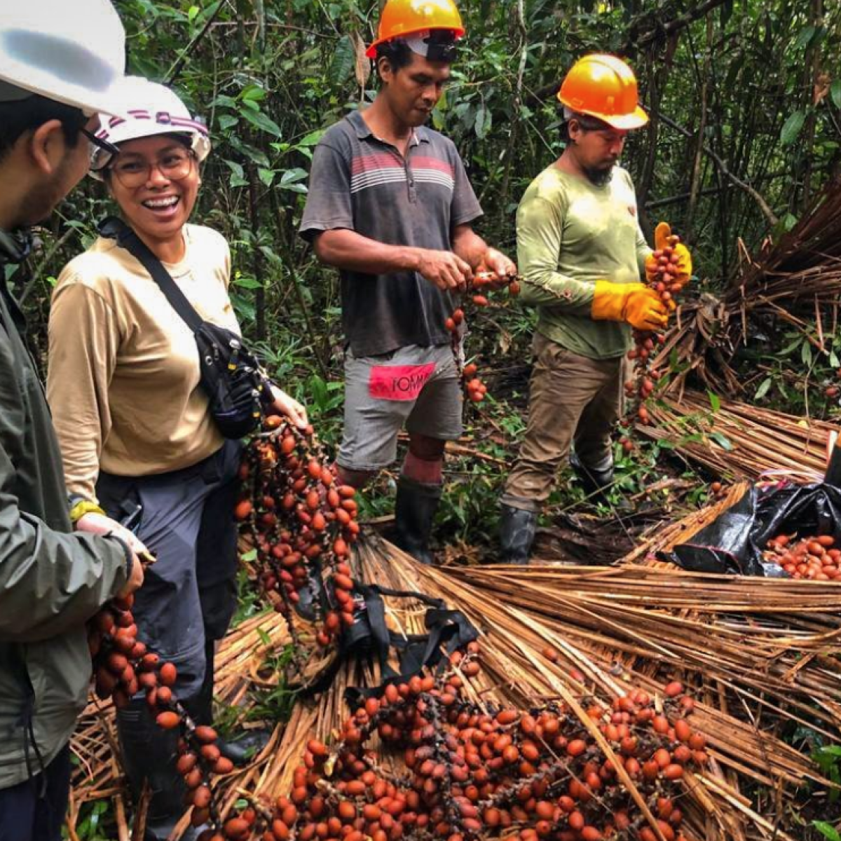 A woman smiling rounded by several men, all wearing helmets and gathering aguaje fruits in the amazon rainforest