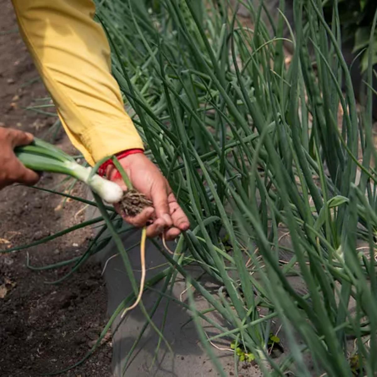 CAMPO, which was inaugurated this past February, does not seek to supplant a community’s traditional farming customs, rather to complement them with innovation, generating sustainable development.