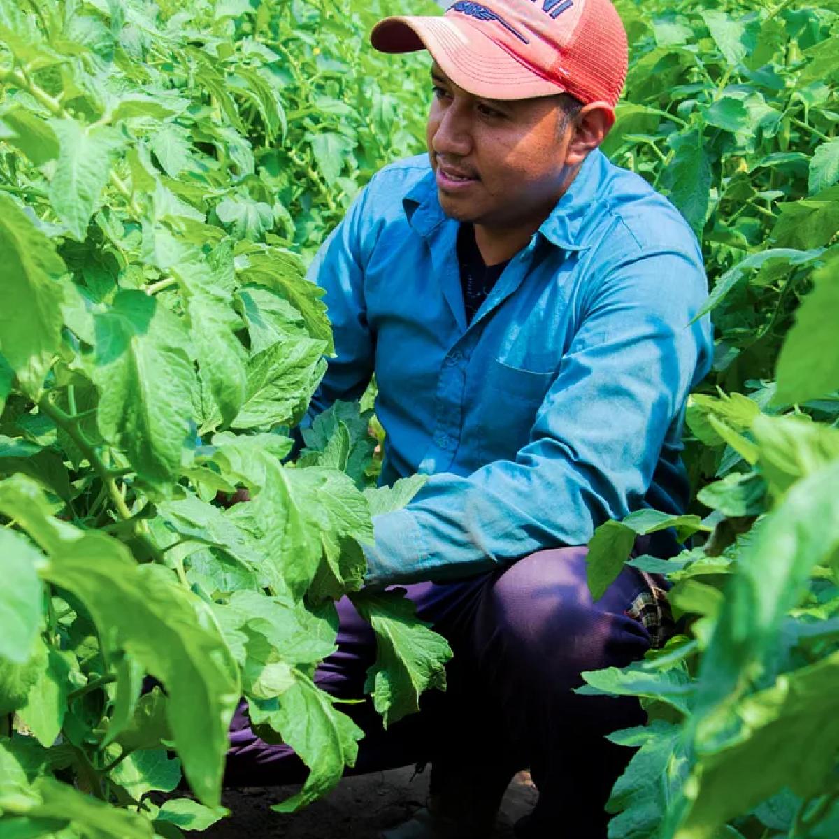 Jorge Xivir, at his farm in the Western Highlands of Guatemala. 