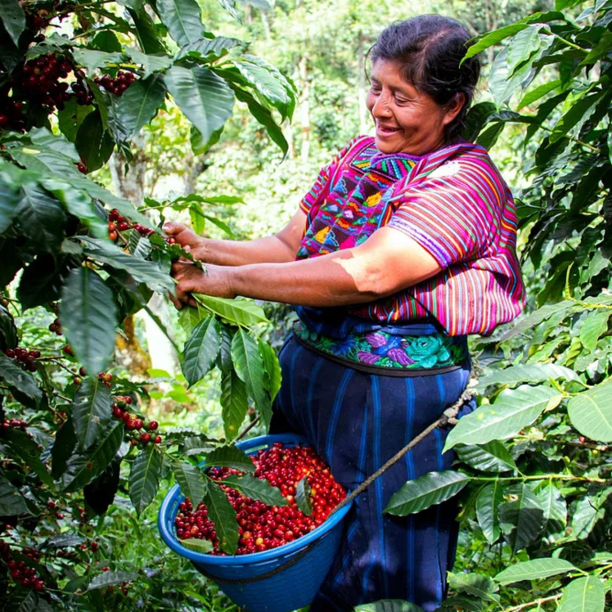  Coffee producers from the same region.