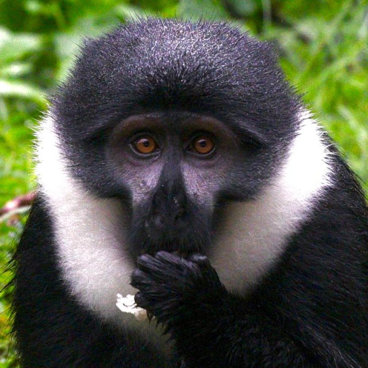 Colobus Monkey in Nyungwe Park