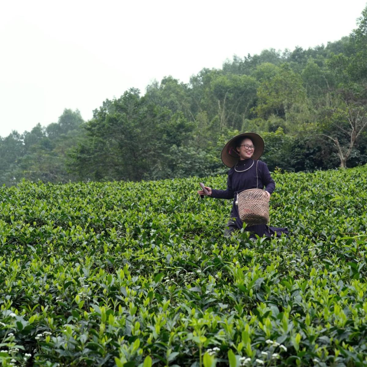 Ms. Trang inspecting tea field.