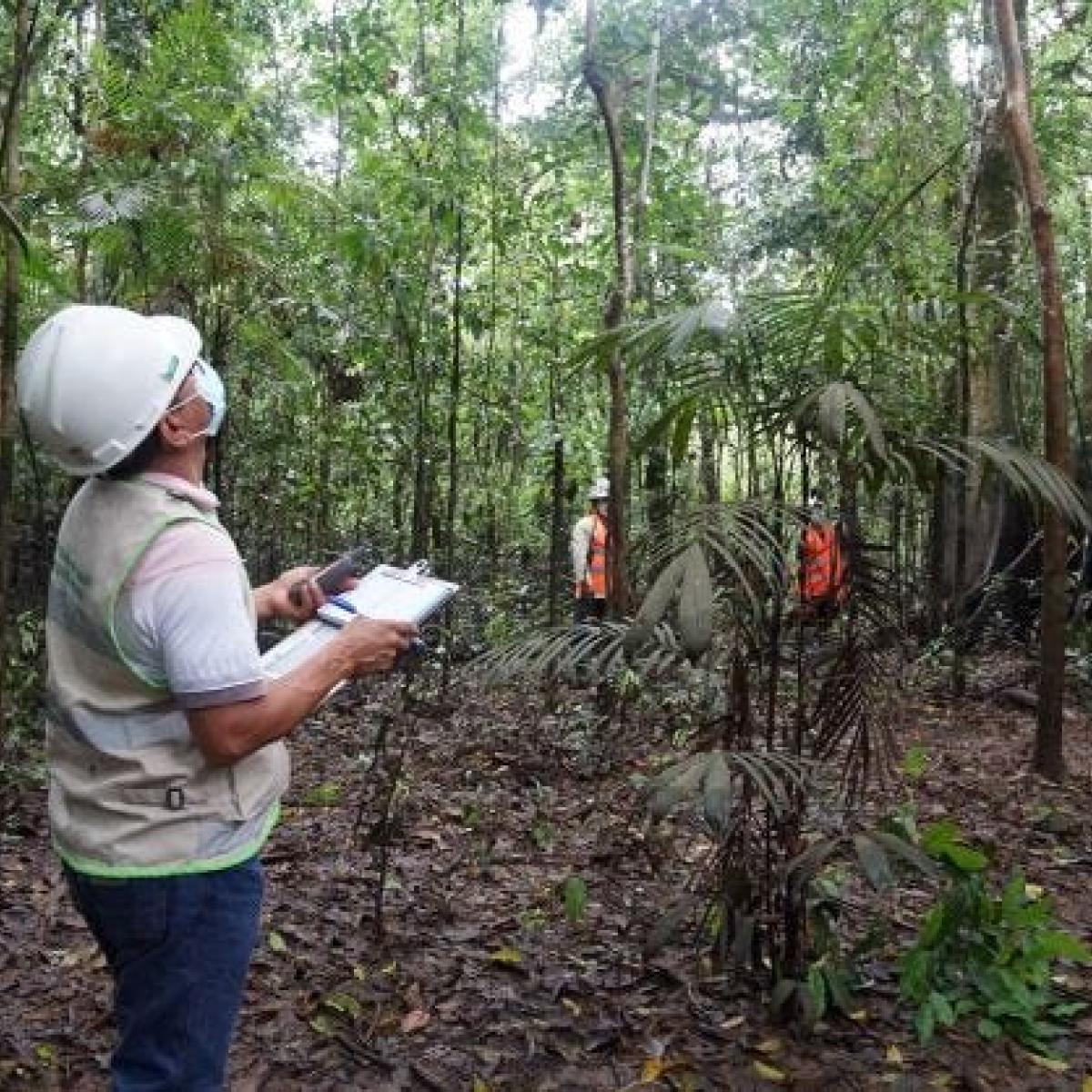 A man from OSINFOR looking and measuring the trees in the amazon rainforest