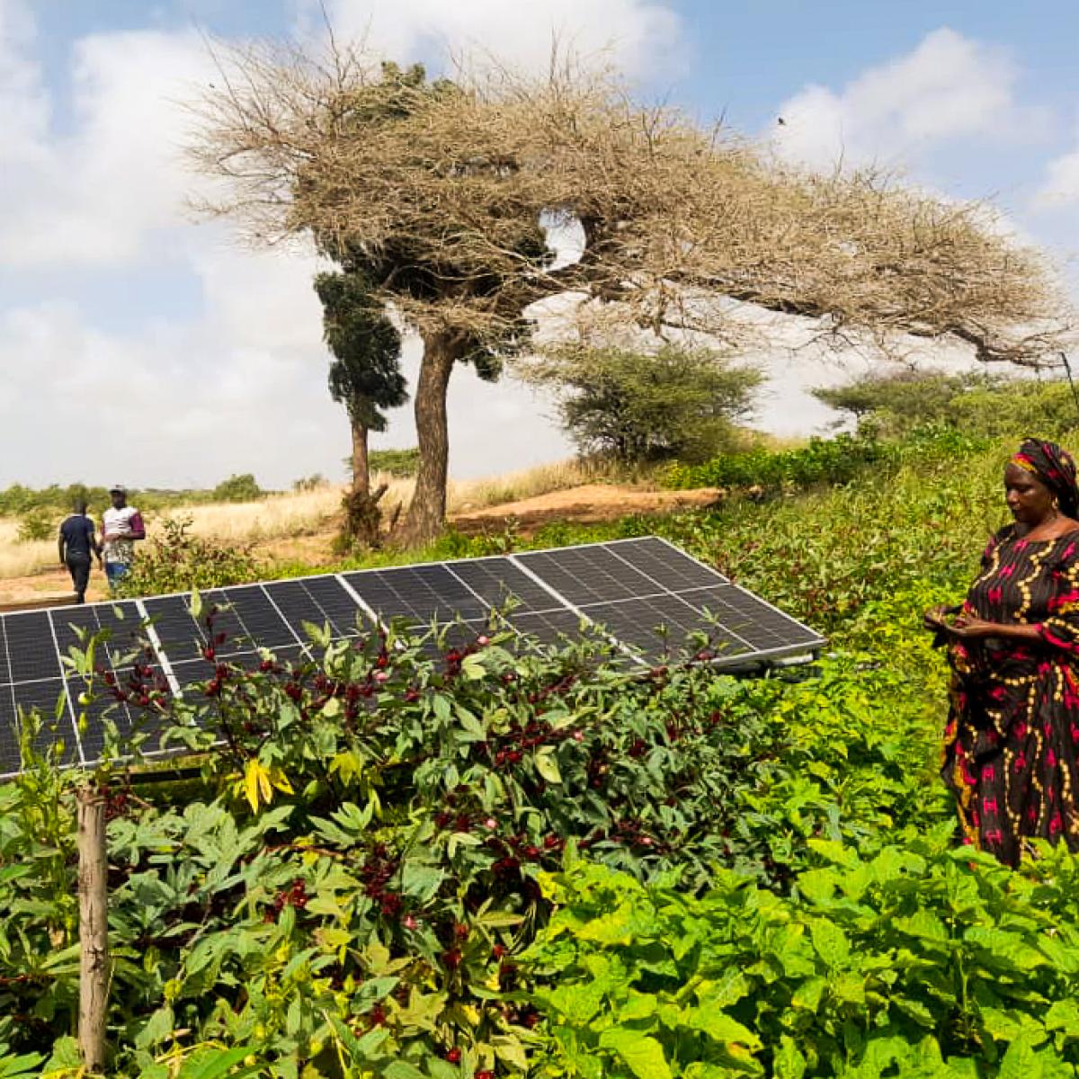 SOLAR POWER BRINGS CLIMATE-FRIENDLY EFFICIENCY AND PROFIT TO WOMEN’S FARMS