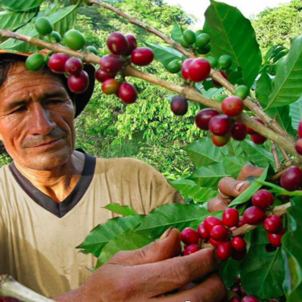 ALIANZA PARA LA EXCELENCIA EN CAFÉ