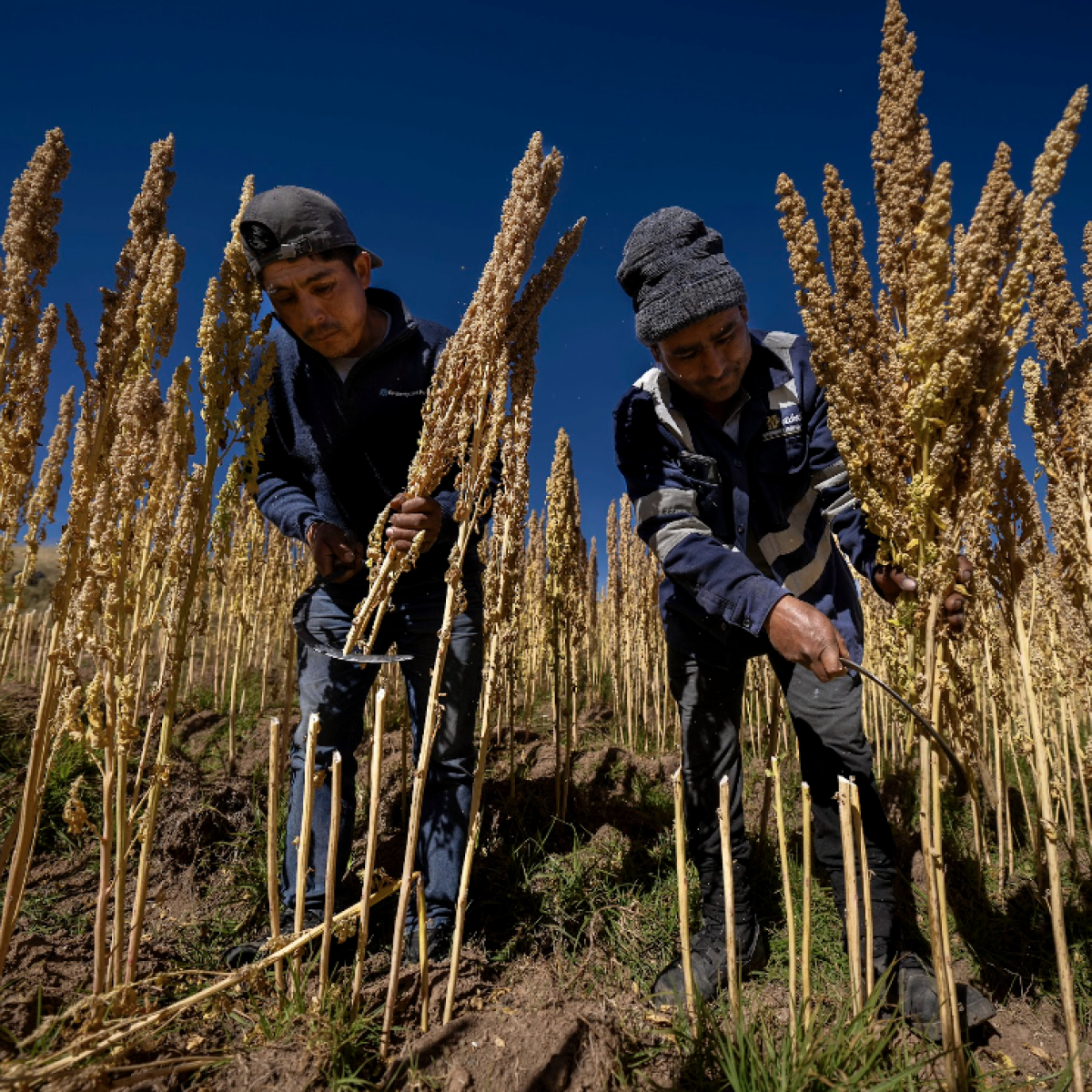 Two producers harvesting quinoa in the field