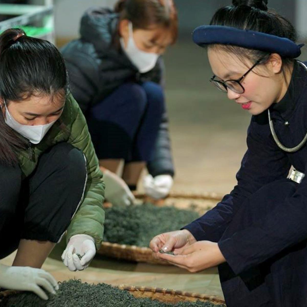 Ms. trang inspecting dry tea leaves