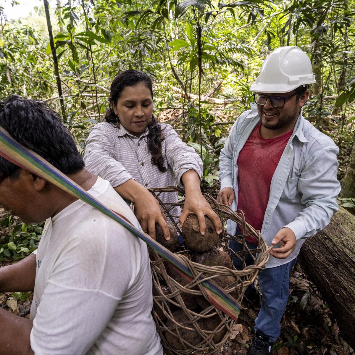 A man carrying a basket on his back while two people drop Brazil nuts on it