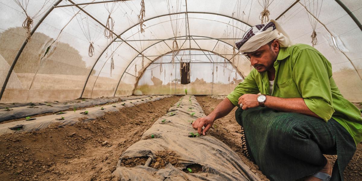 Farmer in greenhouse in Lahj