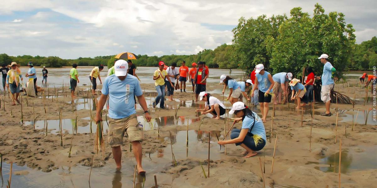 People planting mangroves on a shoreline