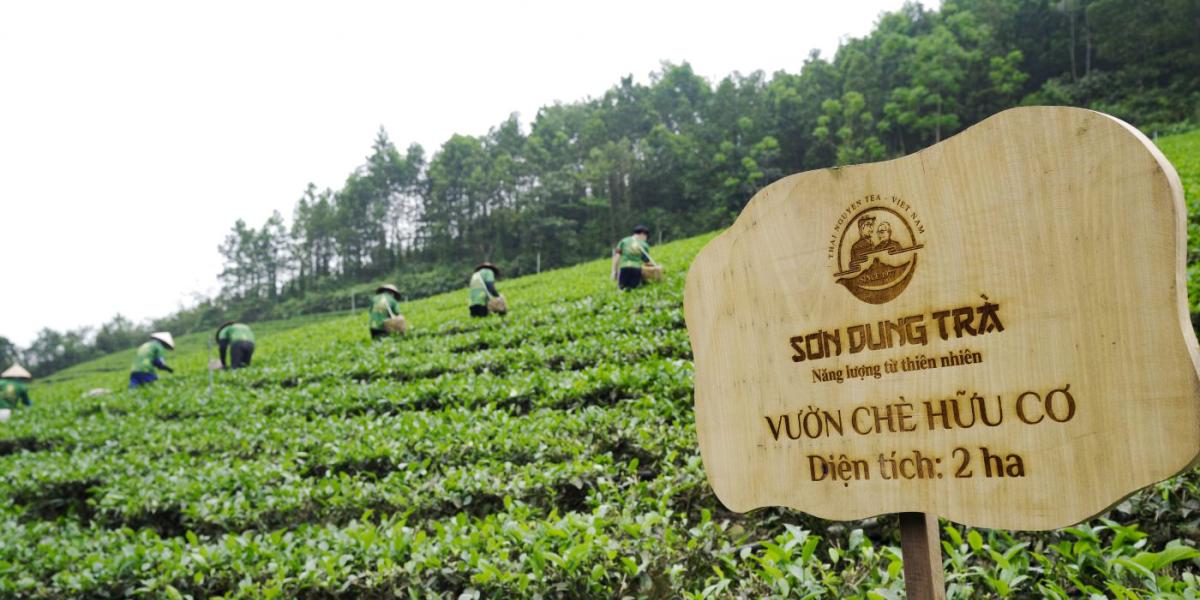 Son Dung Tea Farm