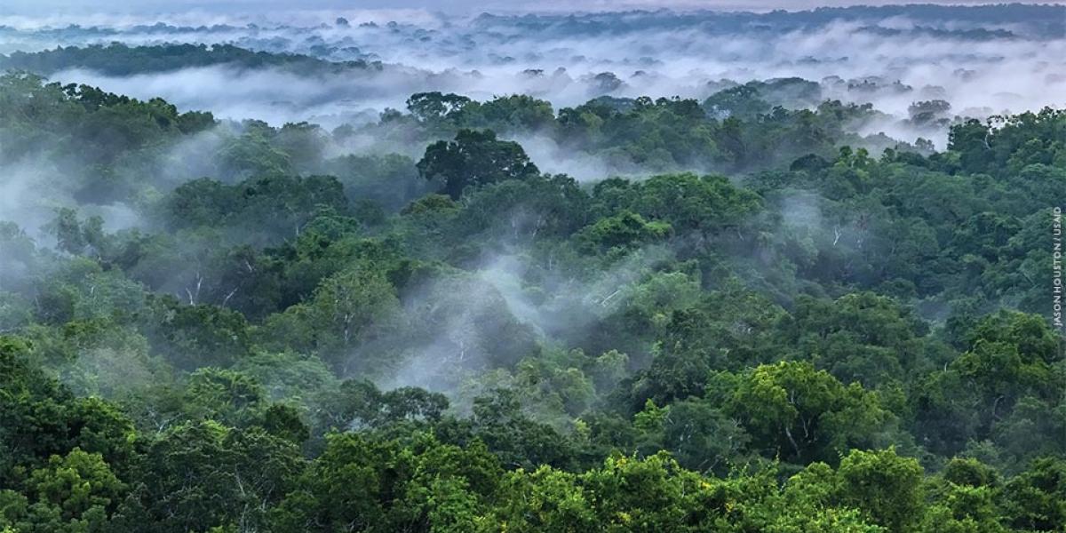 An aerial image of forest canopy at sunrise