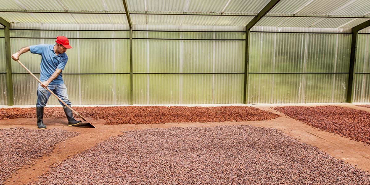 A man working crops in a greenhouse