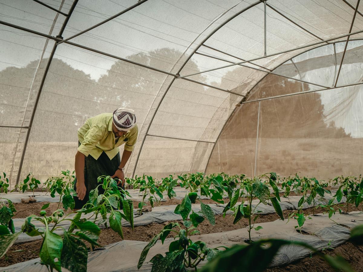 Farmer observing his crops in greenhouse in Lahj