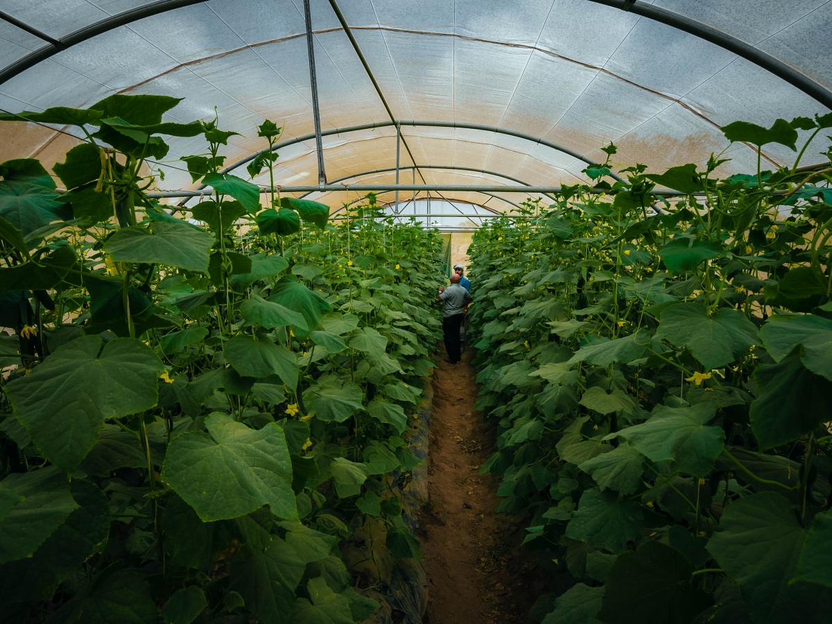 Greenhouse in Lahj